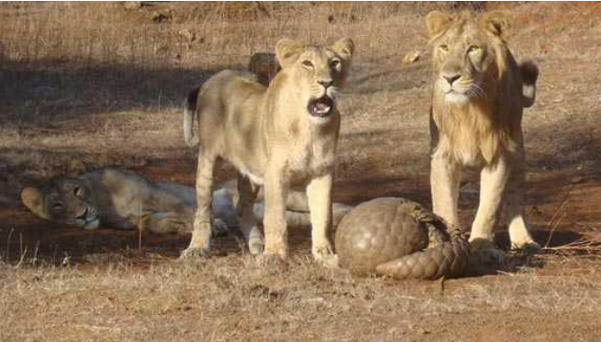 Lions+and+Pangolins