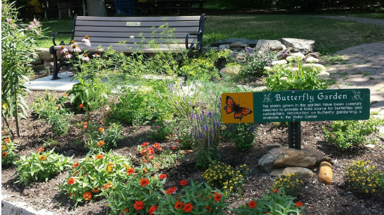 School Butterfly Garden
