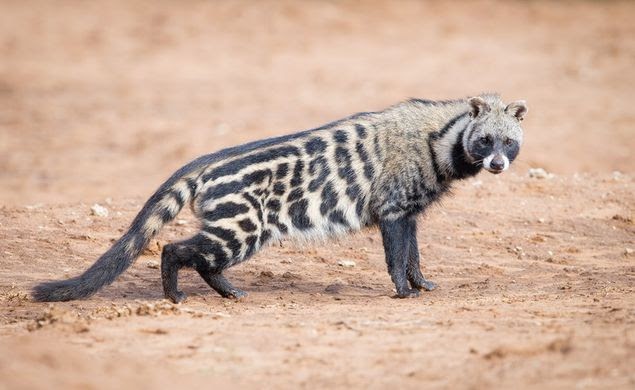 March Mammal Madness Perseveres