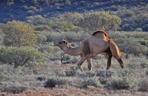 March Mammal Madness Perseveres