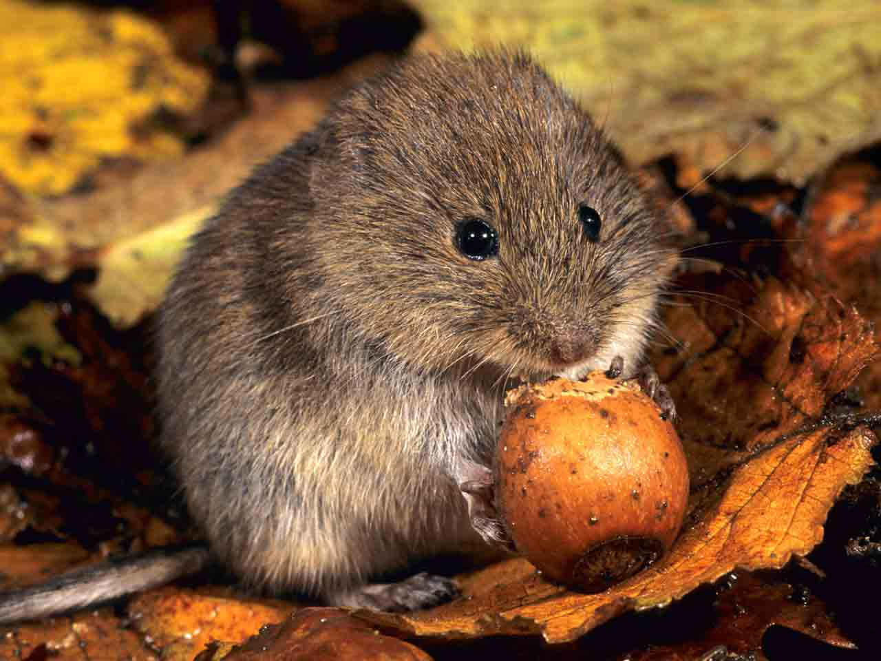 March Mammal Madness Perseveres