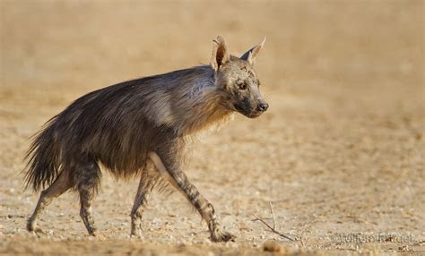 March Mammal Madness Perseveres