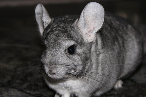 March Mammal Madness Perseveres