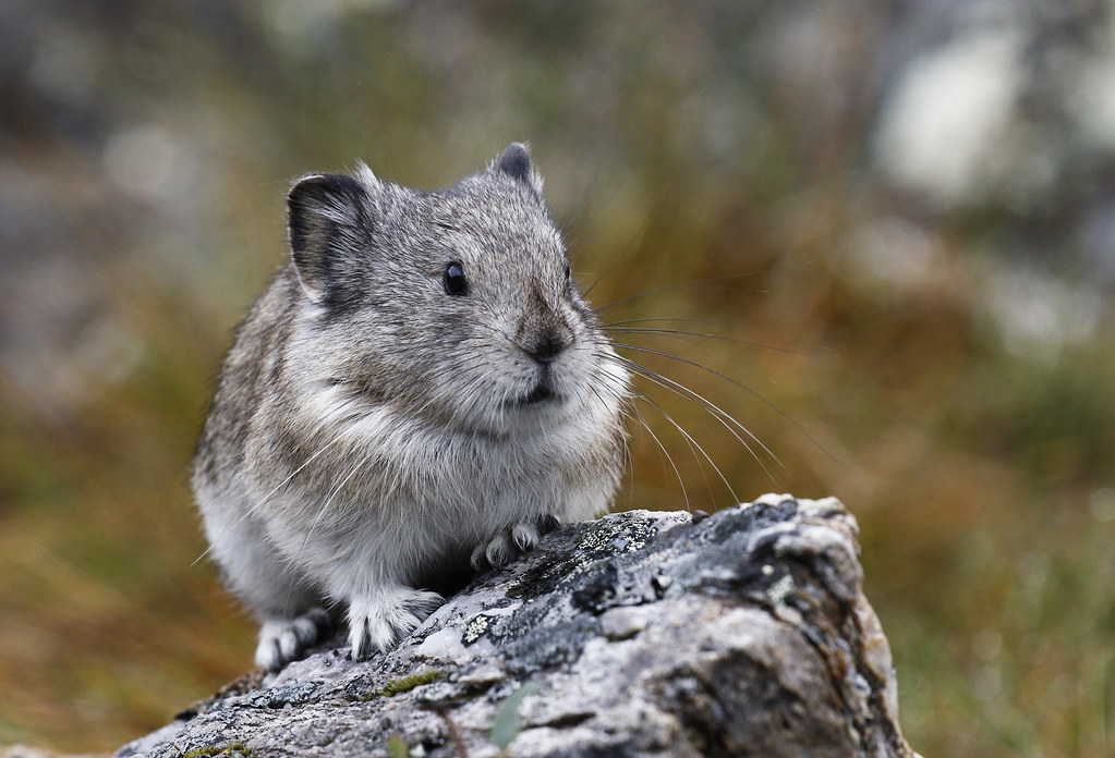 March Mammal Madness Perseveres