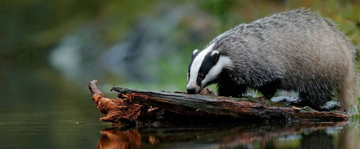 March Mammal Madness Perseveres