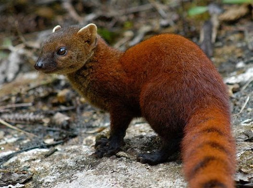March Mammal Madness Perseveres