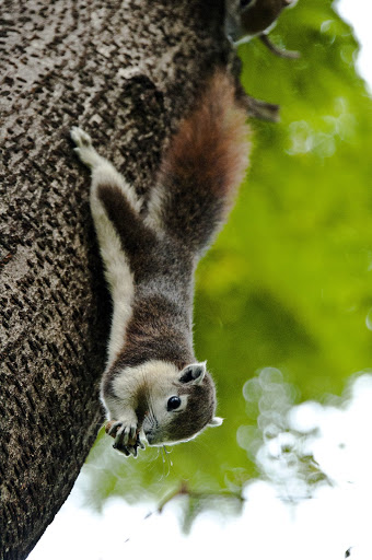March Mammal Madness Perseveres