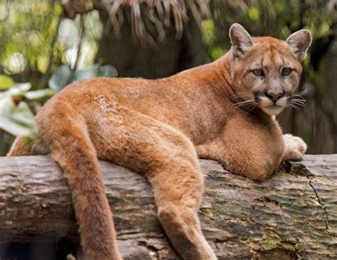 March Mammal Madness Perseveres