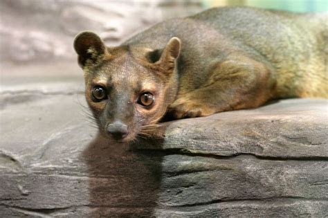 March Mammal Madness Perseveres
