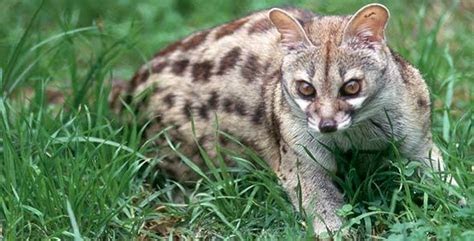 March Mammal Madness Perseveres