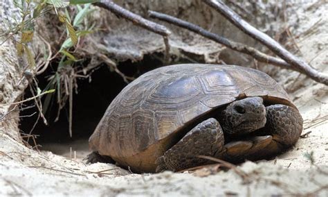 March Mammal Madness Perseveres