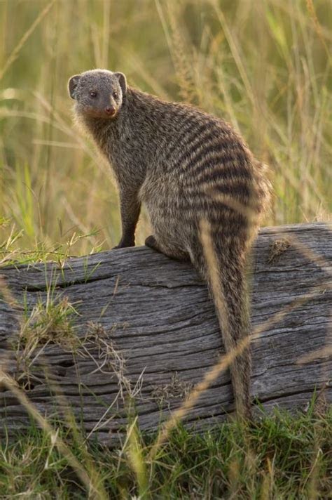 March Mammal Madness Perseveres