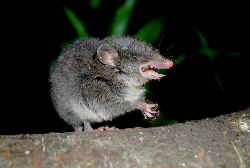 March Mammal Madness Perseveres