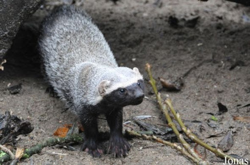 March Mammal Madness Perseveres