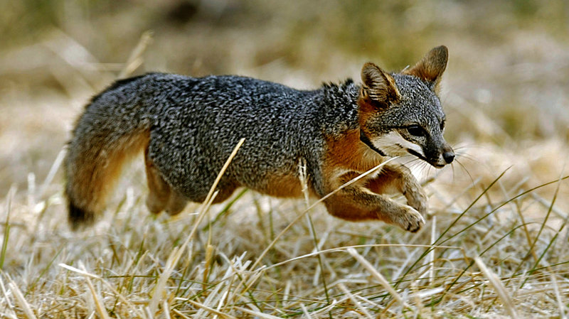 March Mammal Madness Perseveres