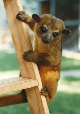 March Mammal Madness Perseveres