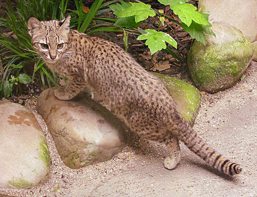 March Mammal Madness Perseveres