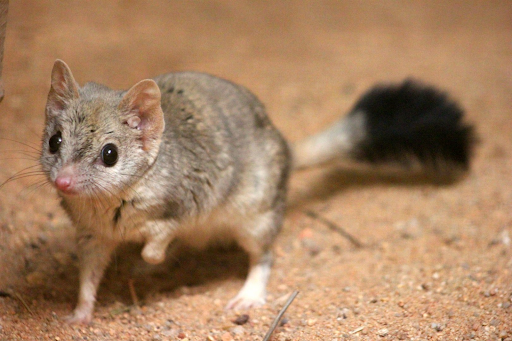 March Mammal Madness Perseveres