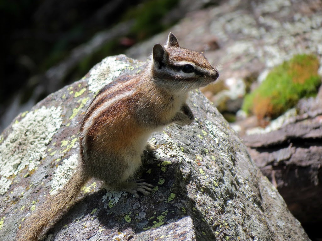 March Mammal Madness Perseveres