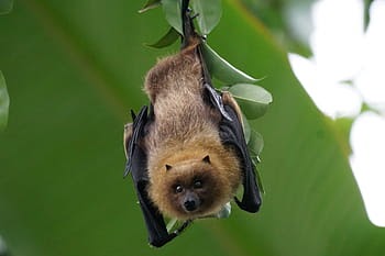 March Mammal Madness Perseveres