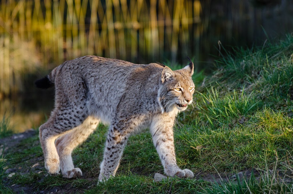 March Mammal Madness Perseveres