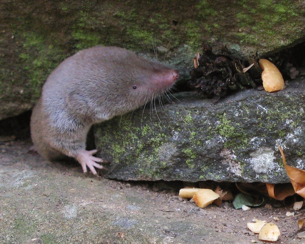 March Mammal Madness Perseveres