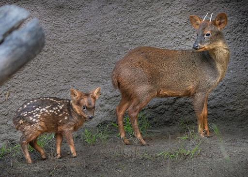 March Mammal Madness Perseveres