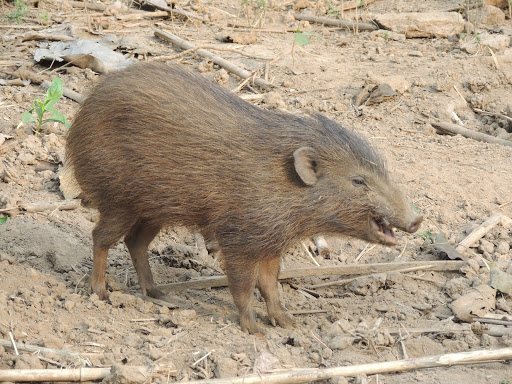 March Mammal Madness Perseveres