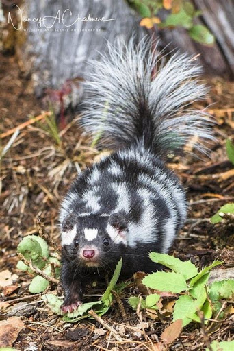 March Mammal Madness Perseveres