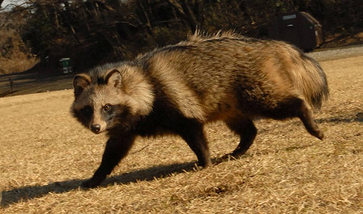 March Mammal Madness Perseveres
