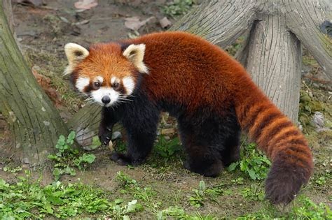 March Mammal Madness Perseveres