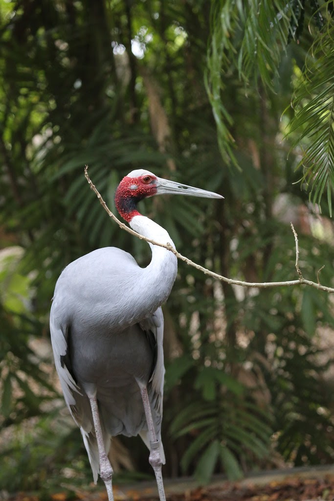 March Mammal Madness Perseveres