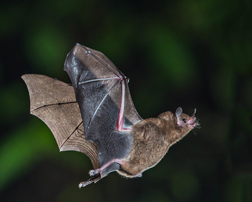 March Mammal Madness Perseveres