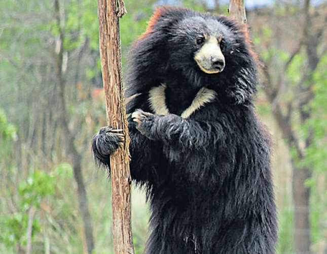 March Mammal Madness Perseveres