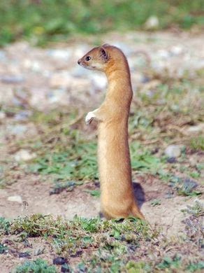 March Mammal Madness Perseveres