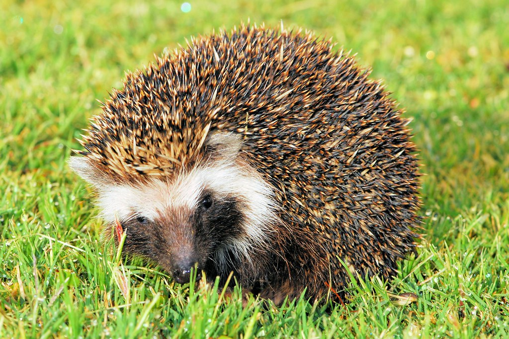 March Mammal Madness Perseveres