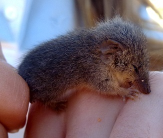 March Mammal Madness Perseveres