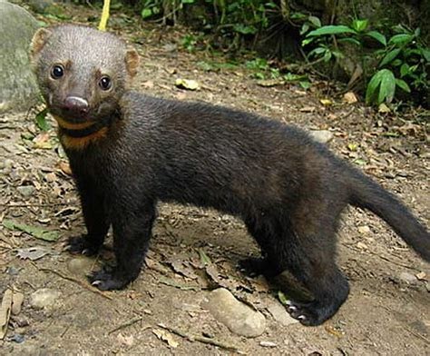 March Mammal Madness Perseveres