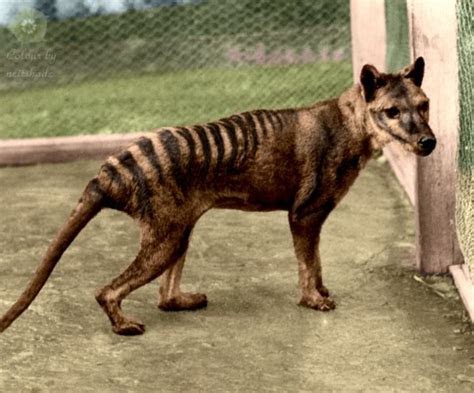 March Mammal Madness Perseveres