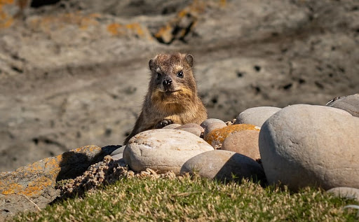 March Mammal Madness Perseveres