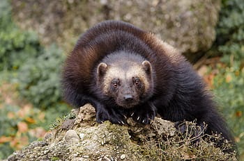March Mammal Madness Perseveres