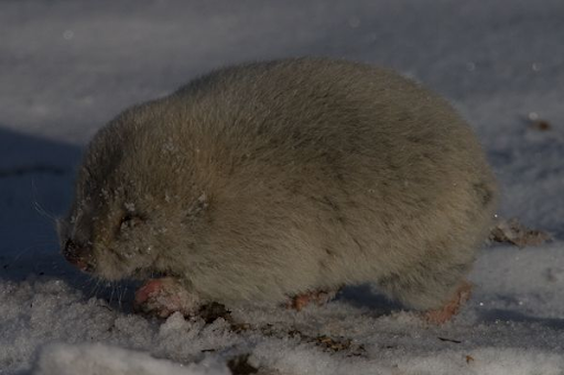 March Mammal Madness Perseveres