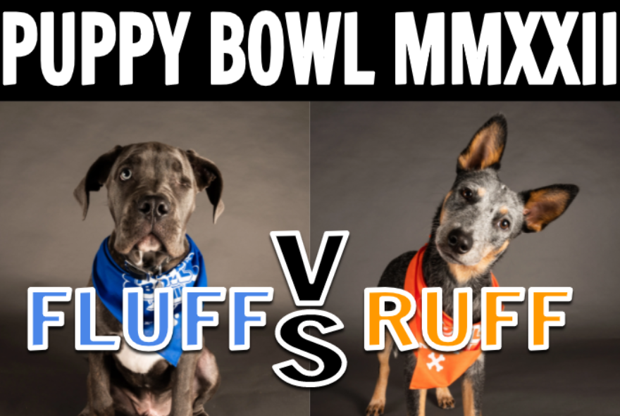 Puppy Bowl